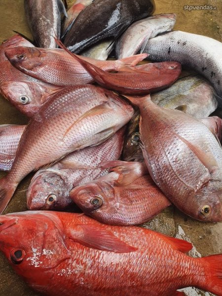 Vendas de Peixes Frescos - Direto do Mar para a Sua Mesa!
